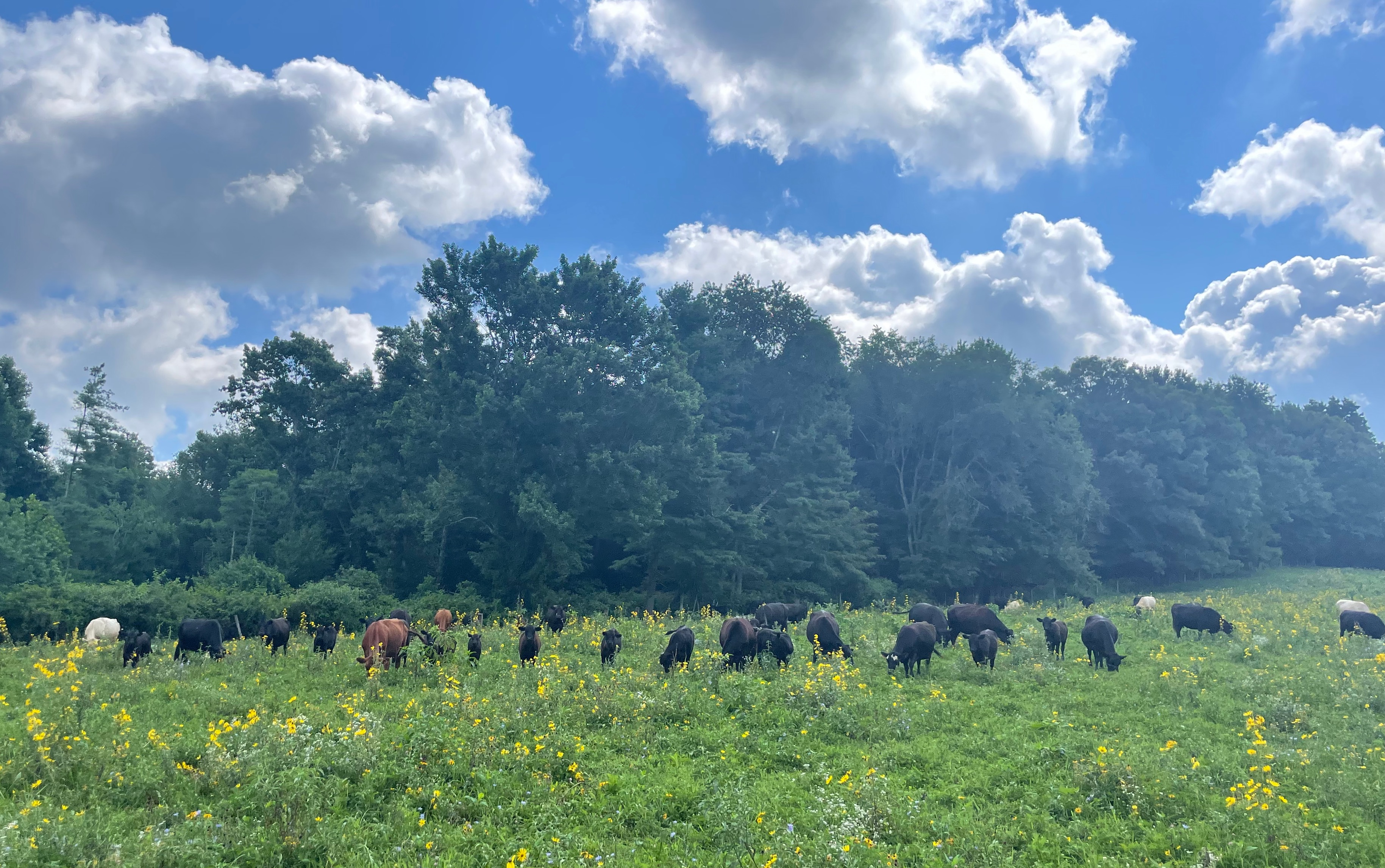 cattle in a wildflower-enhanced pasture